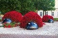 View of Flower Ladybugs